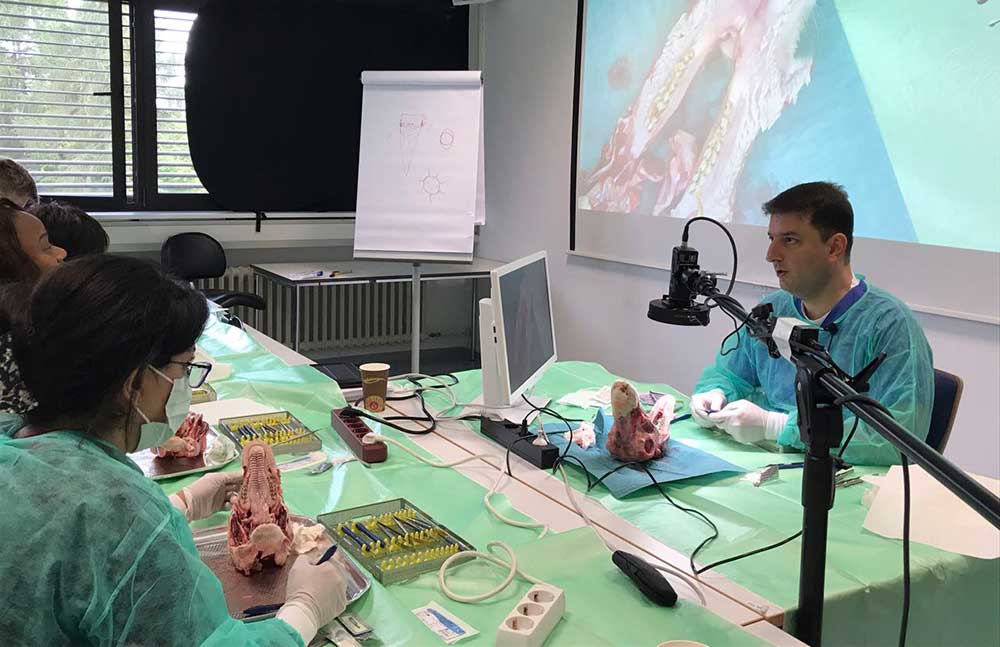 Hands-on training on sheep jaws